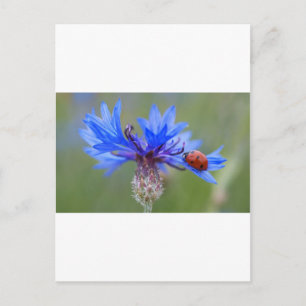 Blue Blossoms Ladybug Peace Love Destiny Art  Vine Postcard