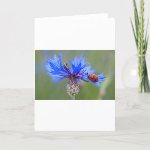 Blue Blossoms Ladybug Peace Love Destiny Art Vine Thank You Card
