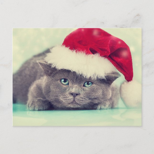 Blue British Cat Purr-fect Holiday Season Postcard (Front)