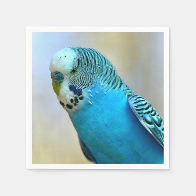 Blue budgerigar perched postcard square sticker T- Napkin (Front)