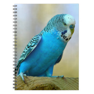 Blue budgerigar perched postcard square sticker T- Notebook