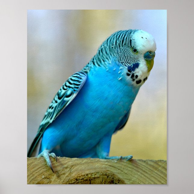 Blue budgerigar perched postcard square sticker T- Poster (Front)