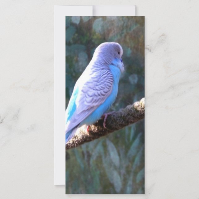 Blue Budgie Bird (Front)