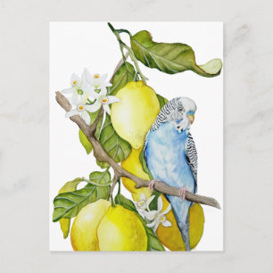 Blue Budgie in Lemon Tree Watercolor Botanical Art Postcard