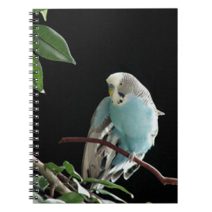 Blue Budgie Notebook, Parakeet Stationery Notebook
