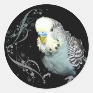 Blue budgie sticker