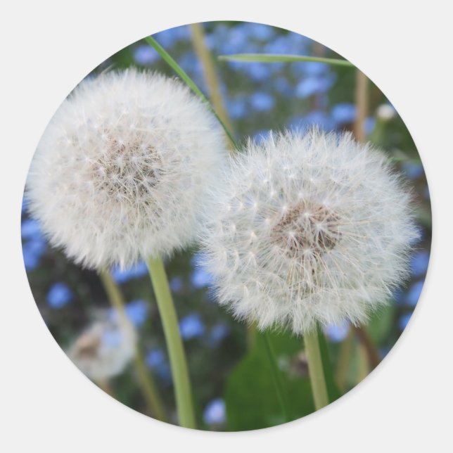 blue, buttercup, plant, dandelion, meadow, white, classic round sticker (Front)