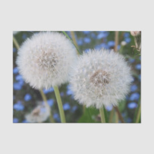 blue, buttercup, plant, dandelion, meadow, white, tissue paper