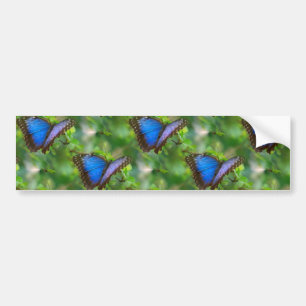 Blue Butterfly Bumper Sticker