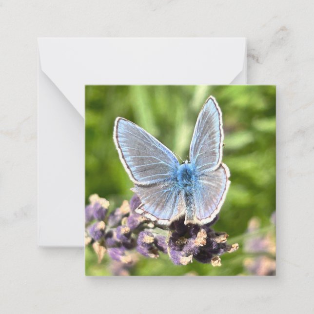 Blue Butterfly Card (Front)