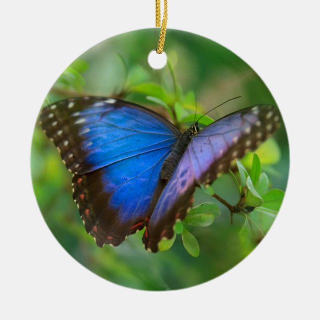Blue Butterfly Ceramic Ornament (Front)