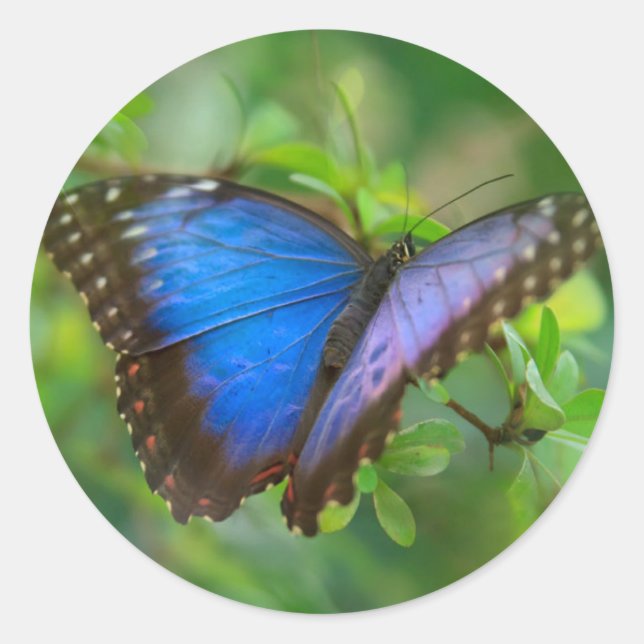 Blue Butterfly Classic Round Sticker (Front)