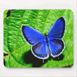 Blue Butterfly Mousepad