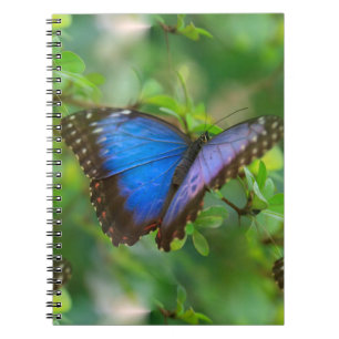 Blue Butterfly  Notebook