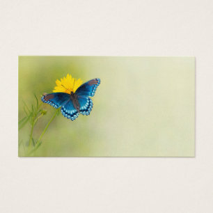 Blue Butterfly on Yellow Coreopsis