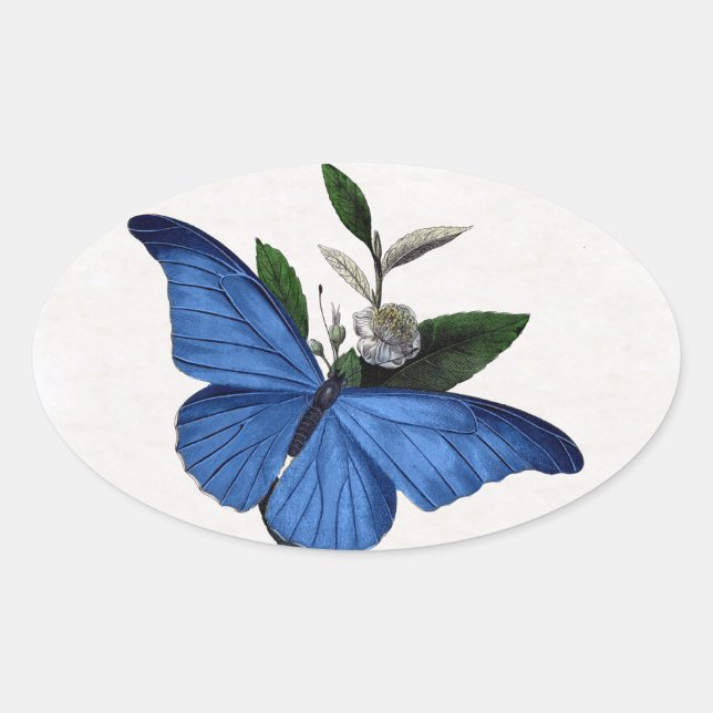 Blue Butterfly Oval Sticker (Front)