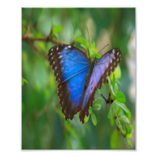 Blue Butterfly Photo Print