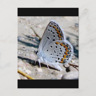 Blue butterfly postcard