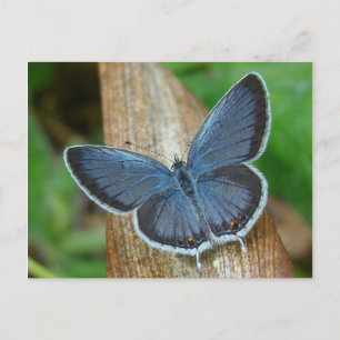 Blue Butterfly Postcard