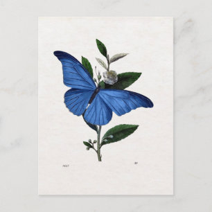 Blue Butterfly Postcard