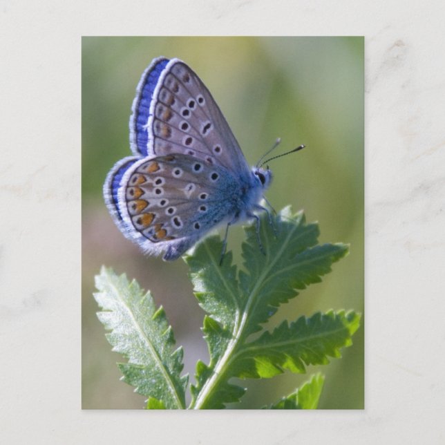 blue butterfly postcard (Front)