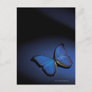 Blue butterfly postcard
