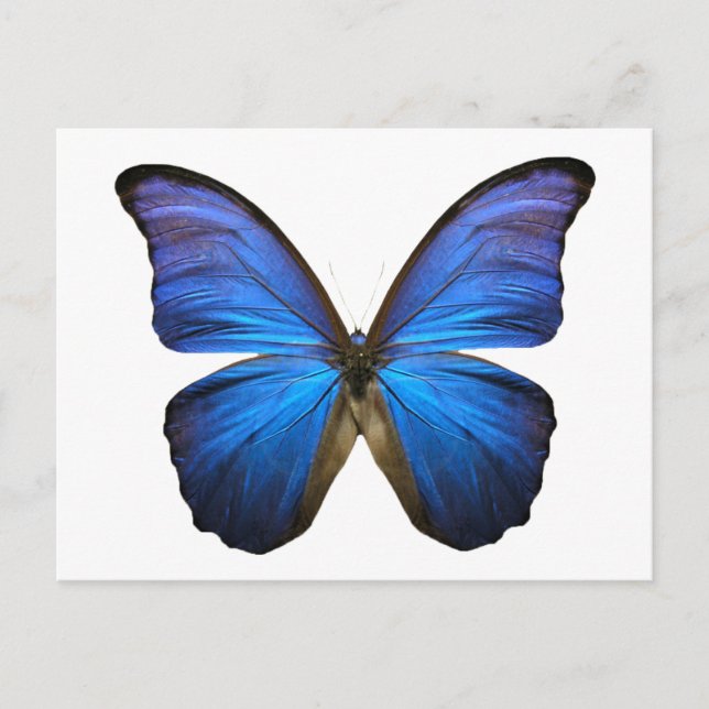 blue butterfly postcard (Front)