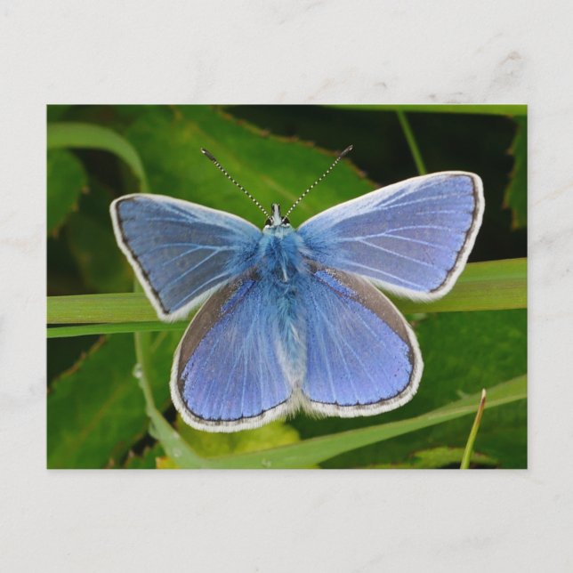 Blue Butterfly Postcard (Front)