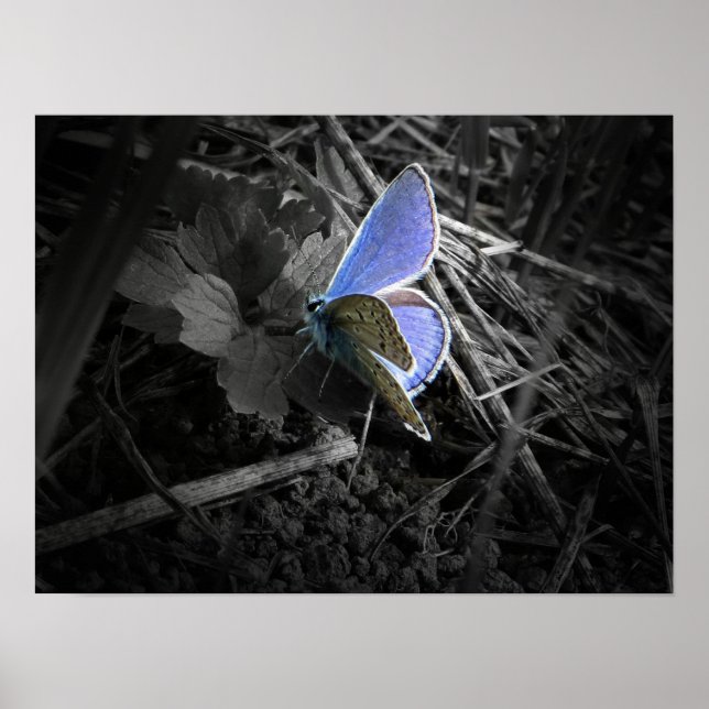 blue butterfly poster (Front)