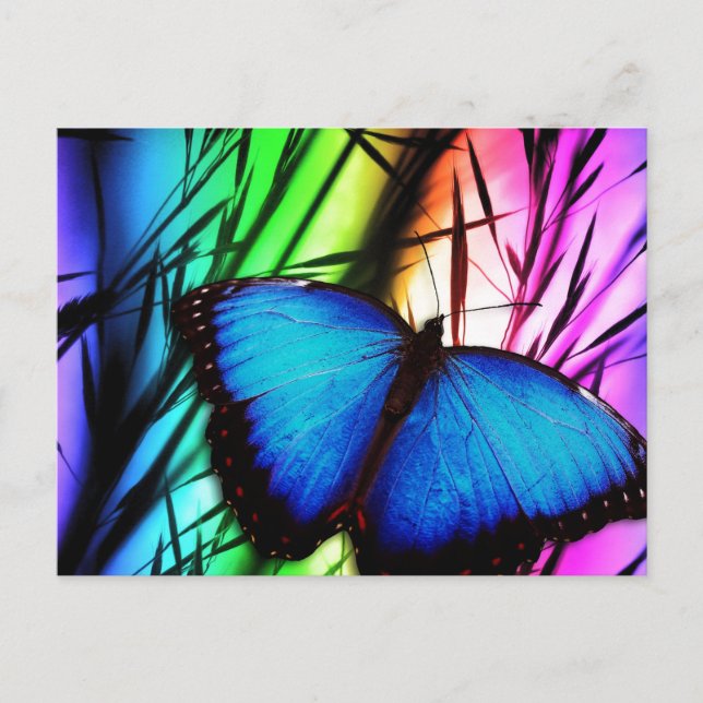 Blue Butterfly Rainbow Postcard (Front)