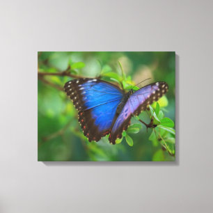 Blue Butterfly Stretched Canvas Print