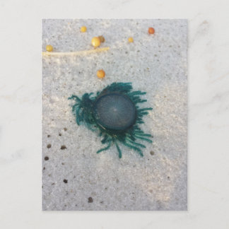 Blue Button Jellyfish (porpita porpita). Postcard