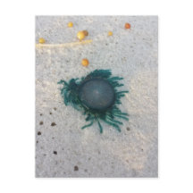 Blue Button Jellyfish (porpita porpita).