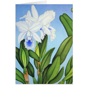 Blue Cattleya Orchids