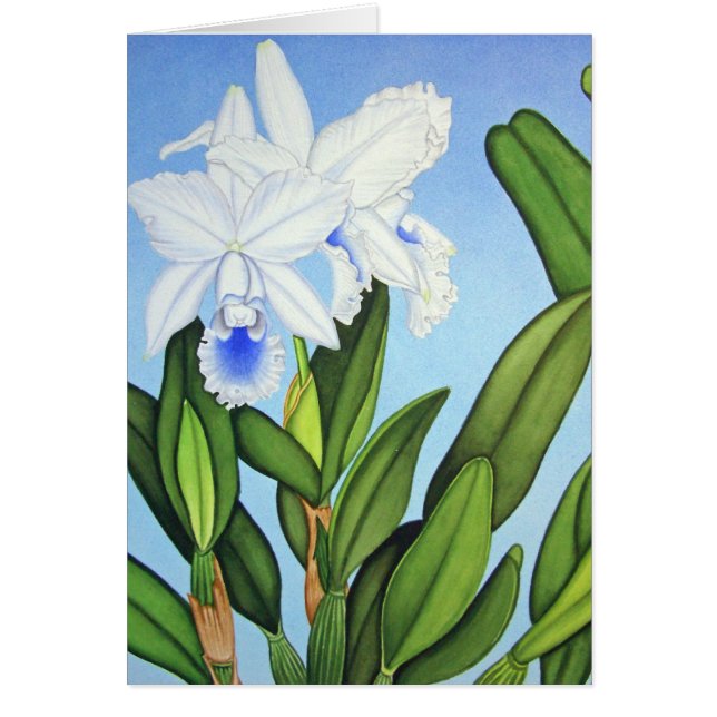 Blue Cattleya Orchids (Front)