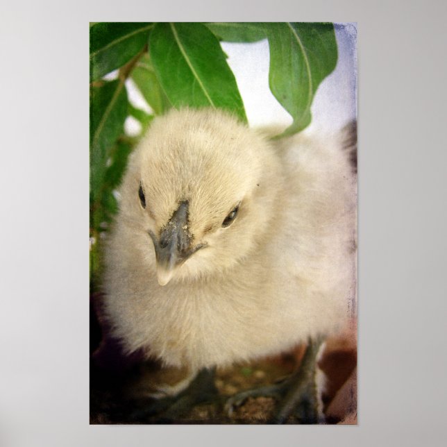 Blue Chick Poster (Front)