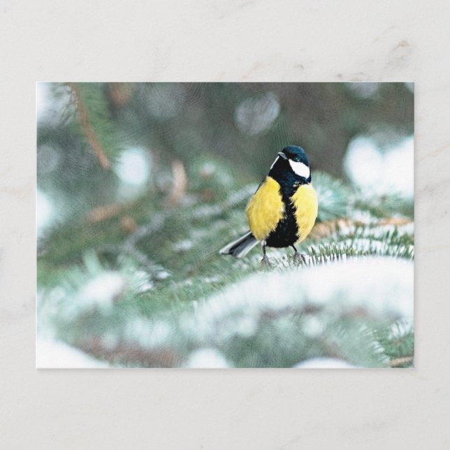 Blue Chickadee On Green Spruce Tree Postcard (Front)