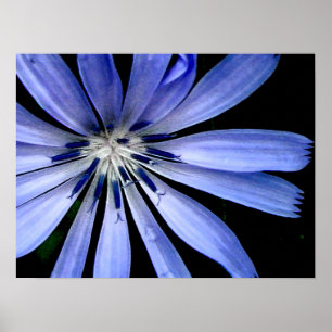 Blue Chicory Wild Flower Poster