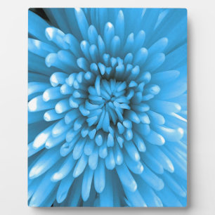 Blue Chrysanthemum Plaque