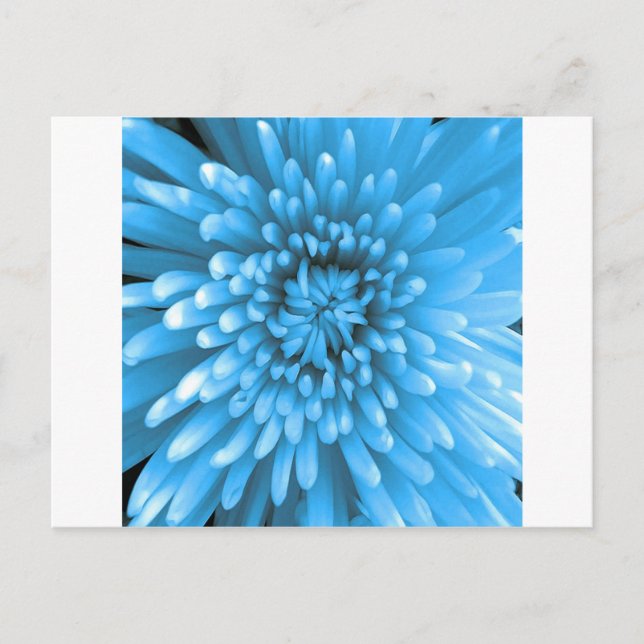 Blue Chrysanthemum Postcard (Front)