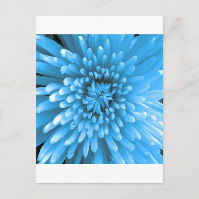 Blue Chrysanthemum Postcard (Front)