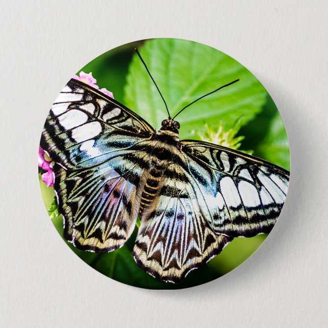 Blue Clipper Butterfly Button (Front)