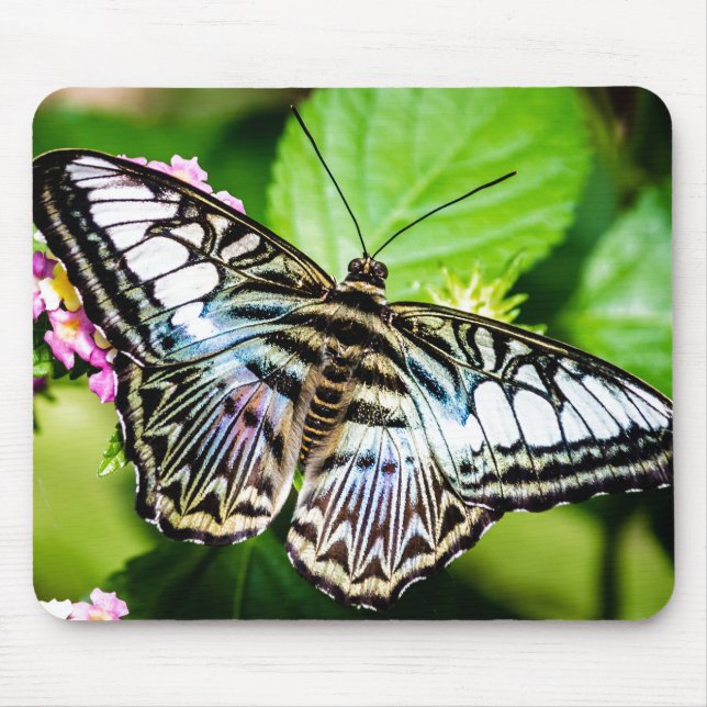 Blue Clipper Butterfly Mouse Pad (Front)