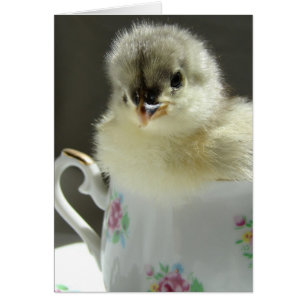 Blue Cochin Chick