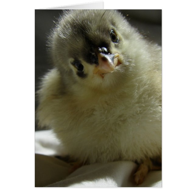 Blue Cochin Chick (Front)