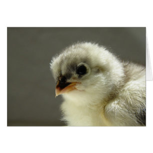 Blue Cochin Chick
