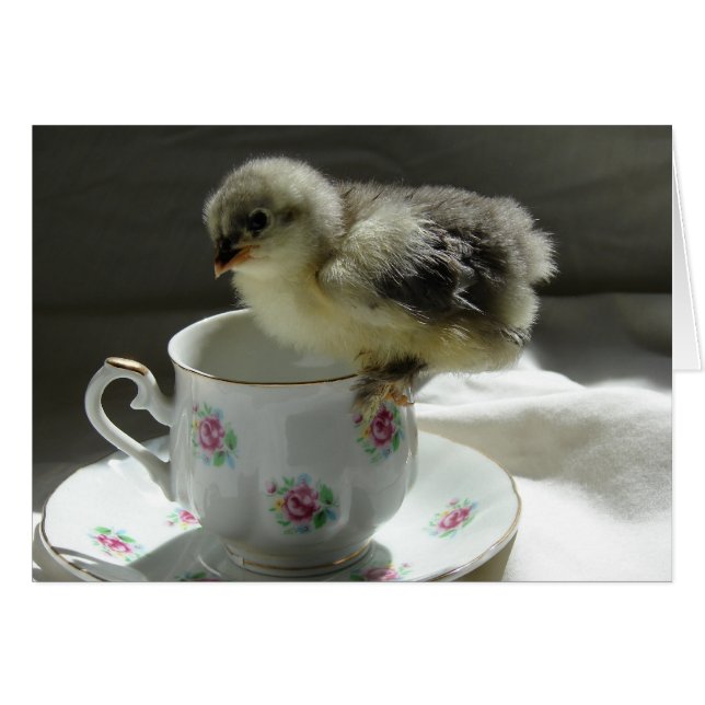 Blue Cochin Chick (Front Horizontal)