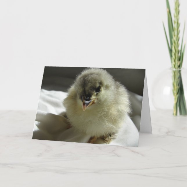 Blue Cochin Chick Card (Front)