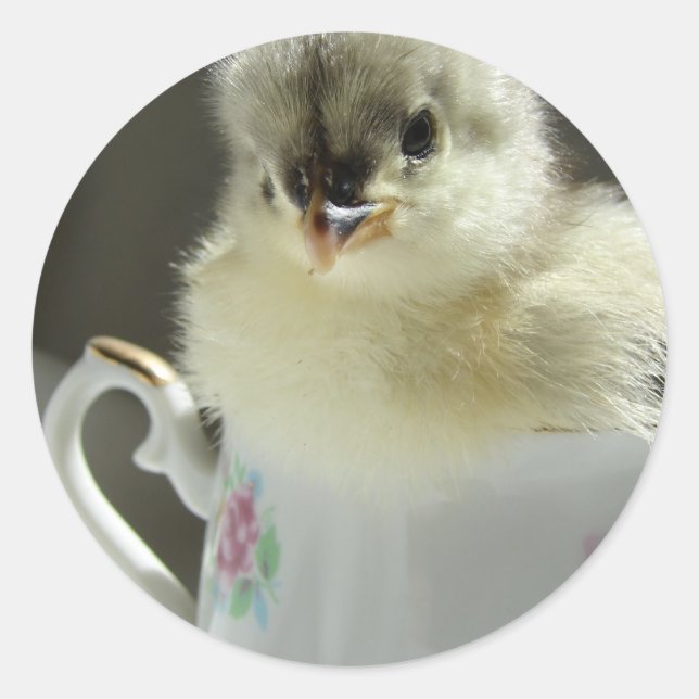 Blue Cochin Chick Classic Round Sticker (Front)