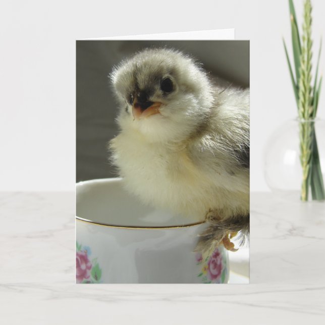 Blue Cochin Chick on Teacup, Easter Holiday Card (Front)